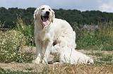 TETER - GOLDEN RETRIEVER 106